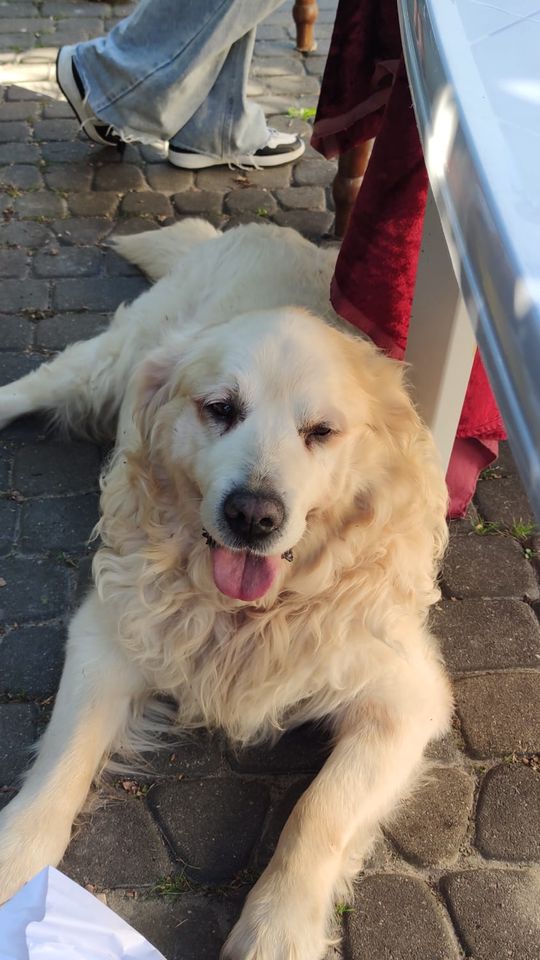 Chełm. To było fantastyczne "Spotkanie z PSYgodą". Na pomoc bezdomnym psiakom [GALERIA ZDJĘĆ]