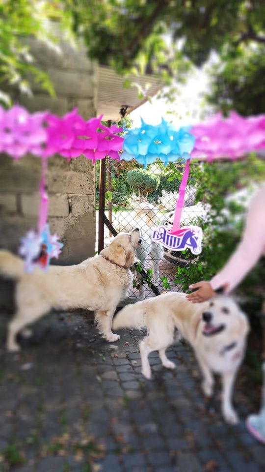 Chełm. To było fantastyczne "Spotkanie z PSYgodą". Na pomoc bezdomnym psiakom [GALERIA ZDJĘĆ]