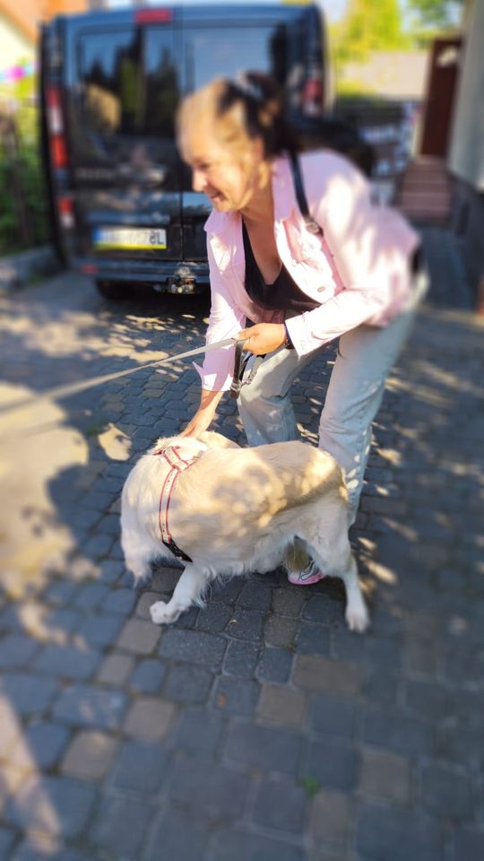 Chełm. To było fantastyczne "Spotkanie z PSYgodą". Na pomoc bezdomnym psiakom [GALERIA ZDJĘĆ]