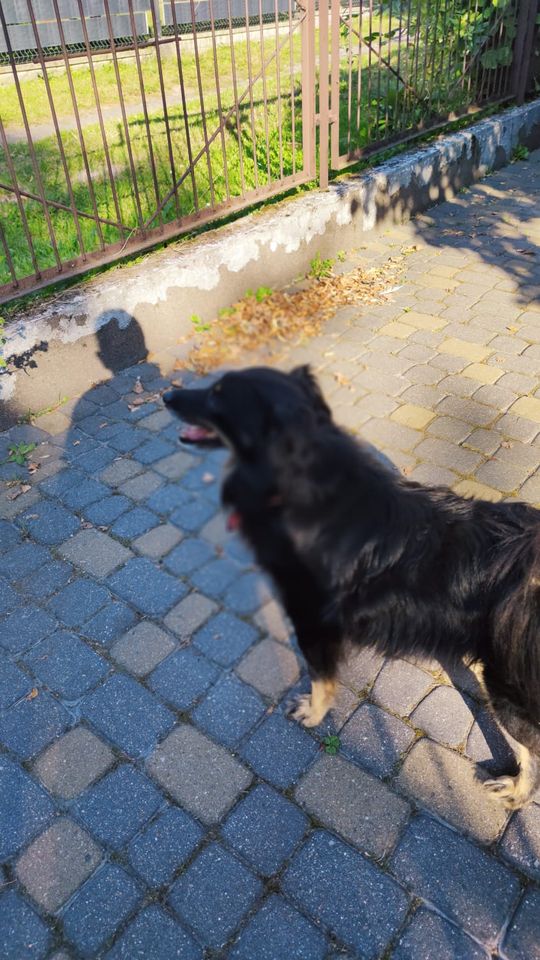 Chełm. To było fantastyczne "Spotkanie z PSYgodą". Na pomoc bezdomnym psiakom [GALERIA ZDJĘĆ]