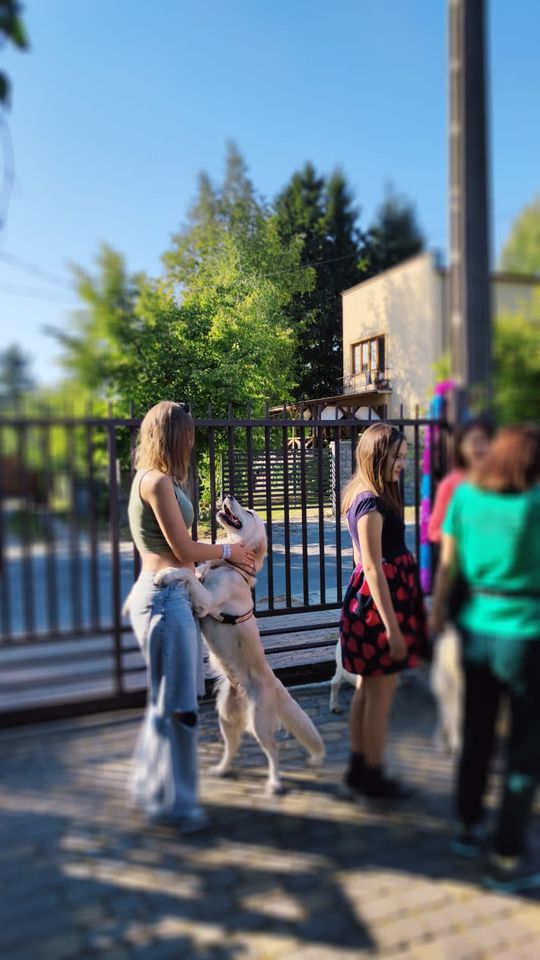 Chełm. To było fantastyczne "Spotkanie z PSYgodą". Na pomoc bezdomnym psiakom [GALERIA ZDJĘĆ]