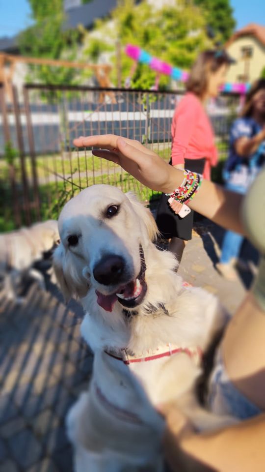 Chełm. To było fantastyczne "Spotkanie z PSYgodą". Na pomoc bezdomnym psiakom [GALERIA ZDJĘĆ]