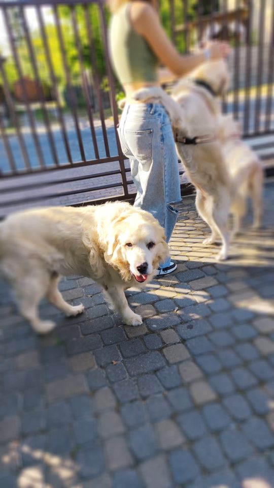 Chełm. To było fantastyczne "Spotkanie z PSYgodą". Na pomoc bezdomnym psiakom [GALERIA ZDJĘĆ]