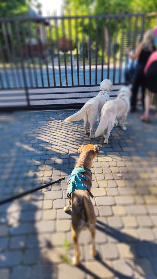 Chełm. To było fantastyczne "Spotkanie z PSYgodą". Na pomoc bezdomnym psiakom [GALERIA ZDJĘĆ]