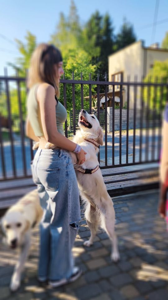 Chełm. To było fantastyczne "Spotkanie z PSYgodą". Na pomoc bezdomnym psiakom [GALERIA ZDJĘĆ]