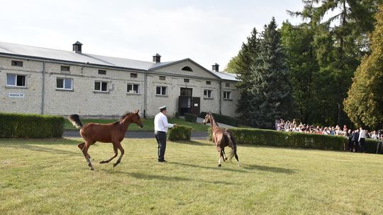 Dożynki powiatu krasnostawskiego w Stadninie Koni w Białce cz. II [GALERIA ZDJĘĆ]