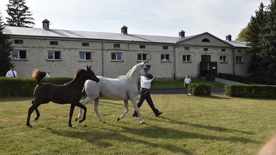 Dożynki powiatu krasnostawskiego w Stadninie Koni w Białce cz. II [GALERIA ZDJĘĆ]