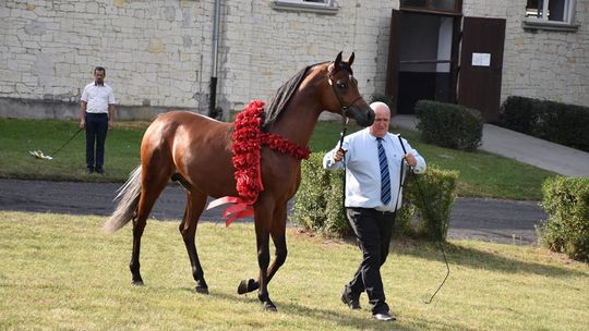 Dożynki powiatu krasnostawskiego w Stadninie Koni w Białce cz. II [GALERIA ZDJĘĆ]