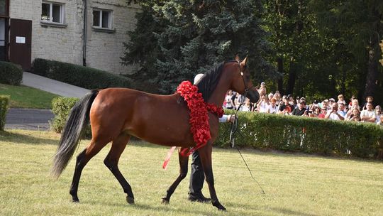 Dożynki powiatu krasnostawskiego w Stadninie Koni w Białce cz. II [GALERIA ZDJĘĆ]