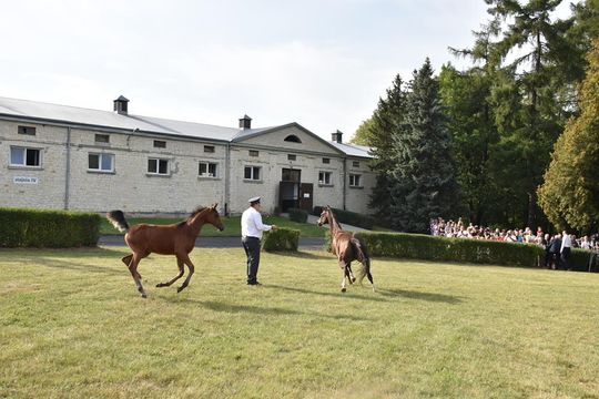 Dożynki powiatu krasnostawskiego w Stadninie Koni w Białce cz. II [GALERIA ZDJĘĆ]