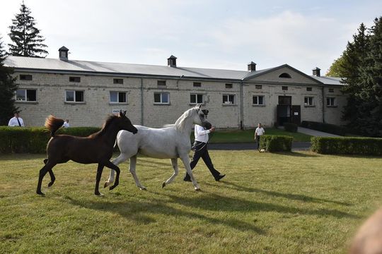 Dożynki powiatu krasnostawskiego w Stadninie Koni w Białce cz. II [GALERIA ZDJĘĆ]