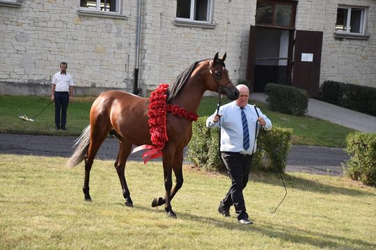 Dożynki powiatu krasnostawskiego w Stadninie Koni w Białce cz. II [GALERIA ZDJĘĆ]