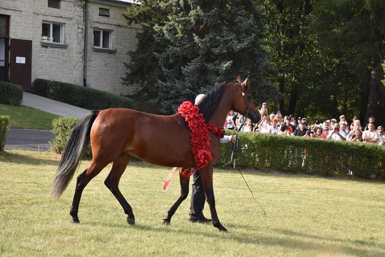 Dożynki powiatu krasnostawskiego w Stadninie Koni w Białce cz. II [GALERIA ZDJĘĆ]