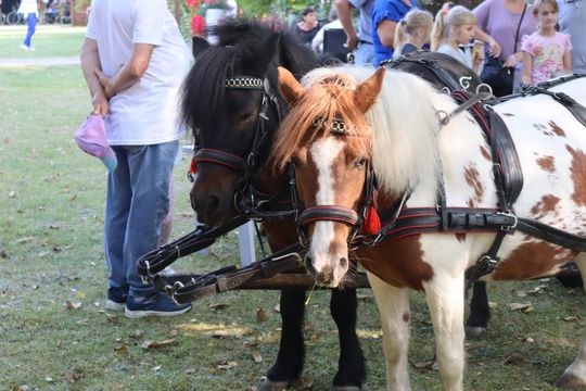 Dożynki powiatu chełmskiego 2025. Mieszkańcy dziękowali za plony cz. III [GALERIA ZDJĘĆ]