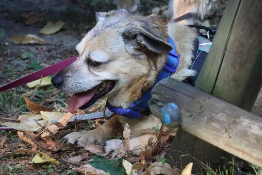 Dożynki powiatu chełmskiego 2025. Mieszkańcy dziękowali za plony cz. III [GALERIA ZDJĘĆ]