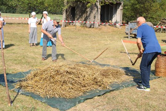 Gm. Siedliszcze. Żniwa Retro w Mogilnicy. Jak się dawniej pracowało [GALERIA ZDJĘĆ]