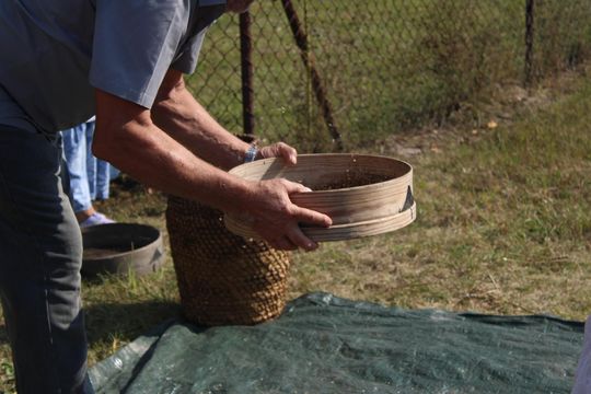 Gm. Siedliszcze. Żniwa Retro w Mogilnicy. Jak się dawniej pracowało [GALERIA ZDJĘĆ]