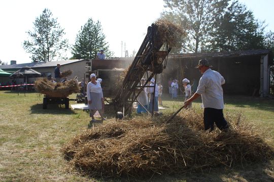 Gm. Siedliszcze. Żniwa Retro w Mogilnicy. Jak się dawniej pracowało [GALERIA ZDJĘĆ]