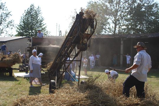 Gm. Siedliszcze. Żniwa Retro w Mogilnicy. Jak się dawniej pracowało [GALERIA ZDJĘĆ]