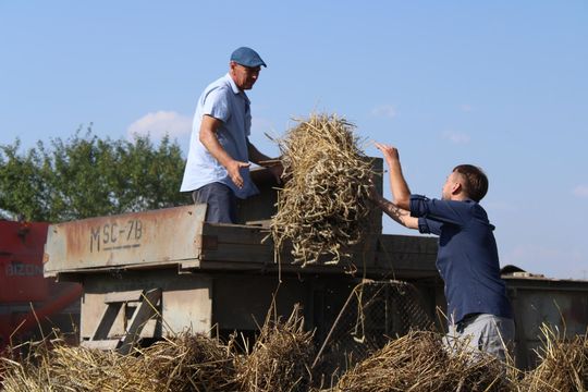 Gm. Siedliszcze. Żniwa Retro w Mogilnicy. Jak się dawniej pracowało [GALERIA ZDJĘĆ]