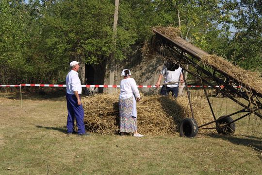 Gm. Siedliszcze. Żniwa Retro w Mogilnicy. Jak się dawniej pracowało [GALERIA ZDJĘĆ]