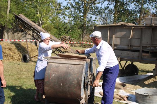 Gm. Siedliszcze. Żniwa Retro w Mogilnicy. Jak się dawniej pracowało [GALERIA ZDJĘĆ]