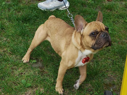 Chełm. Festyn z okazji "Światowego Dnia Zwierząt" [GALERIA ZDJĘĆ]