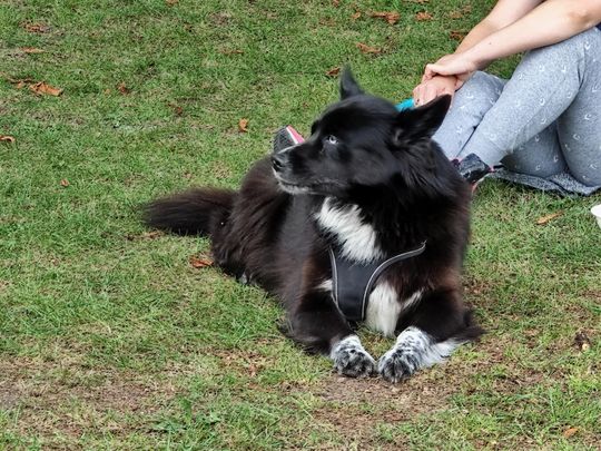 Chełm. Festyn z okazji "Światowego Dnia Zwierząt" [GALERIA ZDJĘĆ]