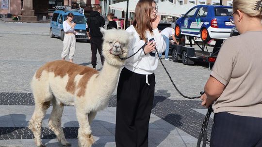 Chełm. Eko-Piknik „W naturę z kulturą” cz. I [GALERIA ZDJĘĆ]