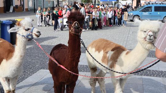 Chełm. Eko-Piknik „W naturę z kulturą” cz. I [GALERIA ZDJĘĆ]