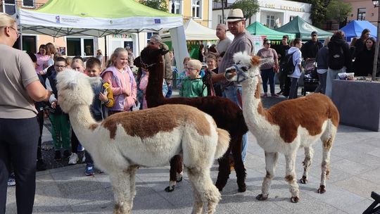 Chełm. Eko-Piknik „W naturę z kulturą” cz. I [GALERIA ZDJĘĆ]