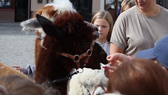 Chełm. Eko-Piknik „W naturę z kulturą” cz. I [GALERIA ZDJĘĆ]