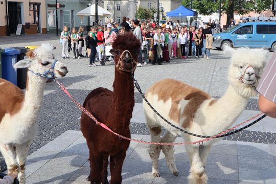 Chełm. Eko-Piknik „W naturę z kulturą” cz. I [GALERIA ZDJĘĆ]