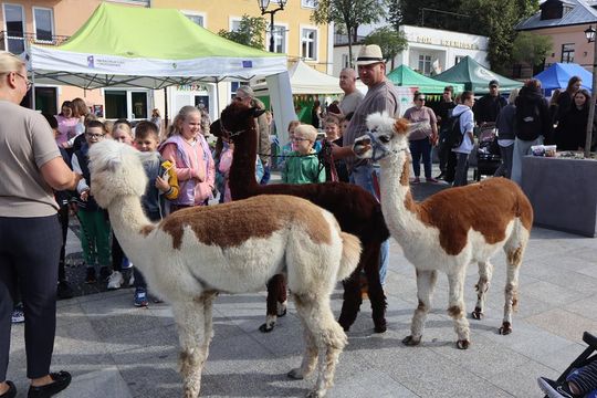 Chełm. Eko-Piknik „W naturę z kulturą” cz. I [GALERIA ZDJĘĆ]