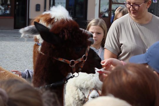 Chełm. Eko-Piknik „W naturę z kulturą” cz. I [GALERIA ZDJĘĆ]