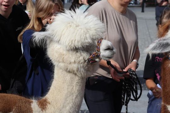 Chełm. Eko-Piknik „W naturę z kulturą” cz. I [GALERIA ZDJĘĆ]