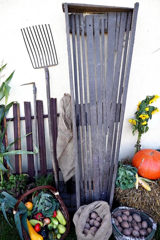 Radosne Święto Pieczonego Ziemniaka w Wólce Kańskiej [GALERIA ZDJĘĆ]