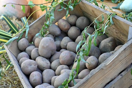 Radosne Święto Pieczonego Ziemniaka w Wólce Kańskiej [GALERIA ZDJĘĆ]