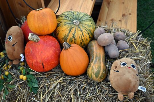 Radosne Święto Pieczonego Ziemniaka w Wólce Kańskiej [GALERIA ZDJĘĆ]