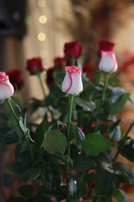 Złote Gody w gminie Leśniowice. Przeżyli razem tyle lat! [GALERIA ZDJĘĆ]