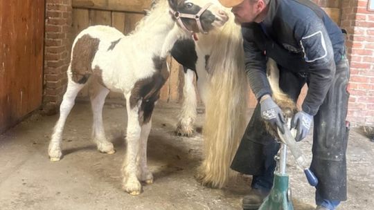 Gm. Kamień. Marcin Cimek - kowal podkuwacz. Uzdrowiciel od kopyt i końskiej duszy [GALERIA ZDJĘĆ]