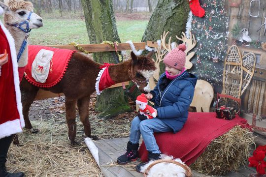 Gm. Siedliszcze. Magiczny Jarmark Bożonarodzeniowy w Dworze Kulik [GALERIA ZDJĘĆ]