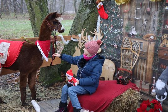 Gm. Siedliszcze. Magiczny Jarmark Bożonarodzeniowy w Dworze Kulik [GALERIA ZDJĘĆ]