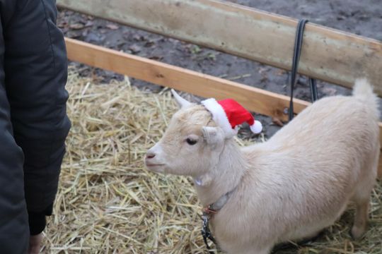 Gm. Siedliszcze. Magiczny Jarmark Bożonarodzeniowy w Dworze Kulik [GALERIA ZDJĘĆ]