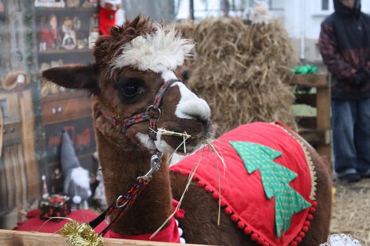 Gm. Siedliszcze. Magiczny Jarmark Bożonarodzeniowy w Dworze Kulik [GALERIA ZDJĘĆ]