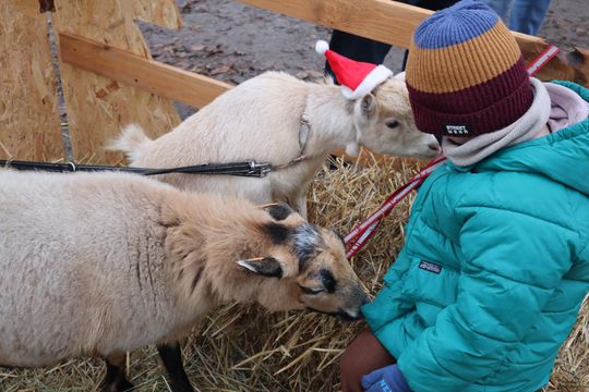 Gm. Siedliszcze. Magiczny Jarmark Bożonarodzeniowy w Dworze Kulik [GALERIA ZDJĘĆ]