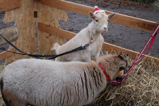 Gm. Siedliszcze. Magiczny Jarmark Bożonarodzeniowy w Dworze Kulik [GALERIA ZDJĘĆ]