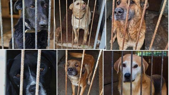 Czekają. Każdy z nich marzy o jednym – o domu