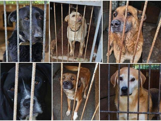 Czekają. Każdy z nich marzy o jednym – o domu