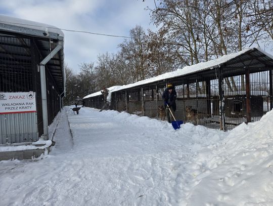 Sobotnia interwencja w chełmskim schronisku [ZDJĘCIA]